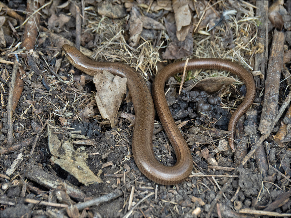 _MJH1122s Male Slow Worm